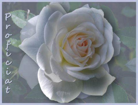E-card Gefeliciteerd