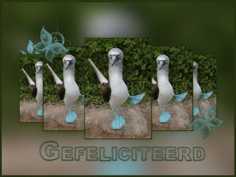 E-card Gefeliciteerd