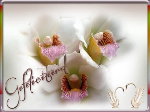 E-card Gefeliciteerd