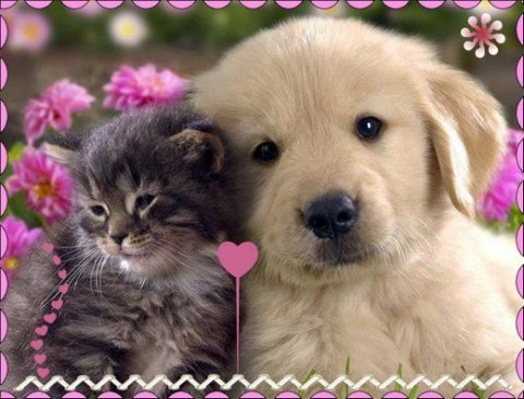 E-card Knuffelkaarten