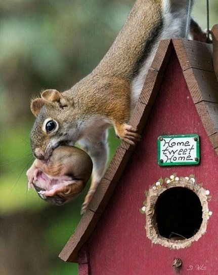 Oost west ,thuis best.jpg