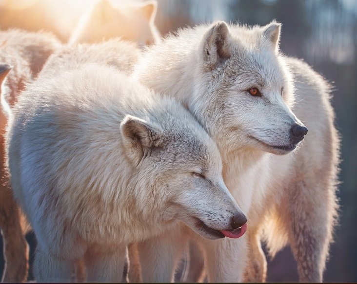 Prachtige dieren.jpg