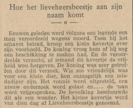 lieveheersbeestje-herkomst-naam.jpg