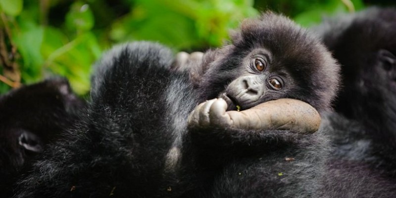 Rwanda (Berggorilla).jpg