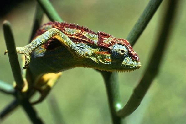 Cameleon.jpg