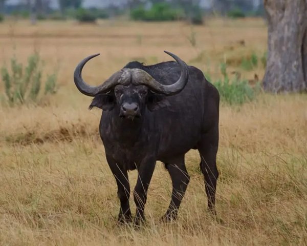 Afrikaanse buffel.jpg