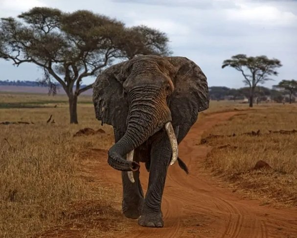 Olifant.jpg