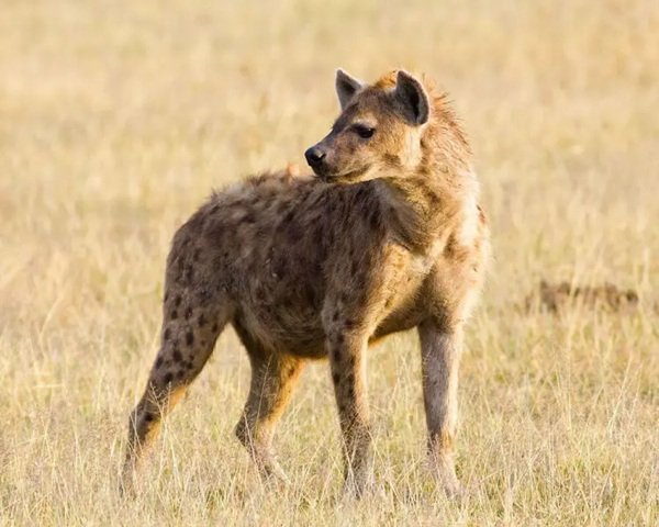 Gevlekte hyena.jpg