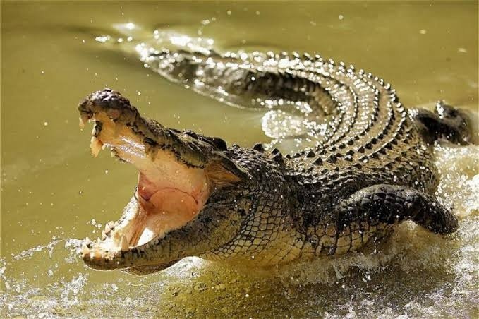 Crocodile.jpg