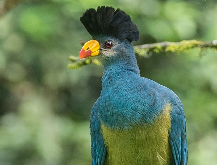 Great-Blue-Turaco-.jpg