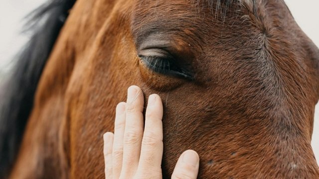 Paard.jpg