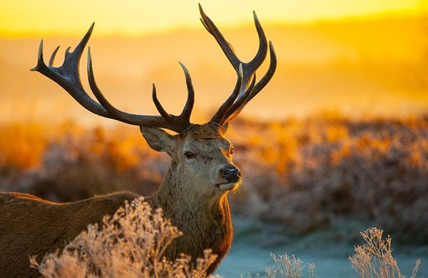 Hert.jpg