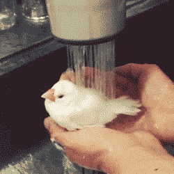Badje .gif