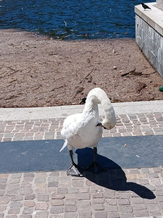 Zwaan.jpg