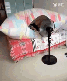 Koelte.gif