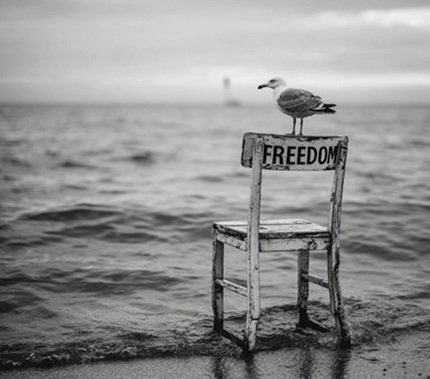 Freedom.jpg