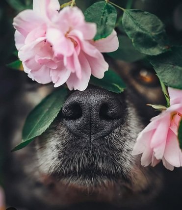 Hondje.jpg
