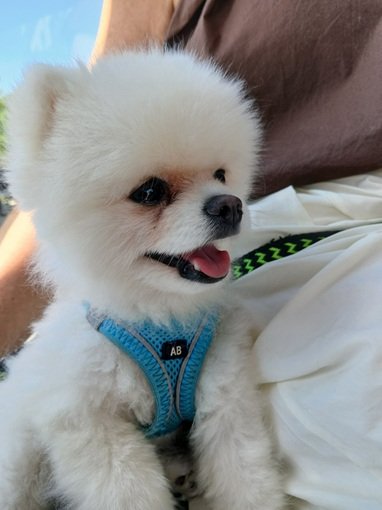 Lola..jpg