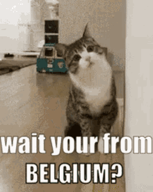 belgium-belgium-meme.gif