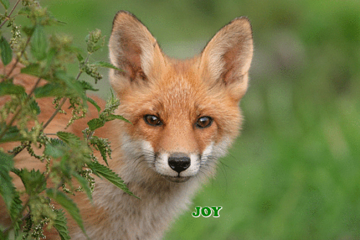 JoY.gif