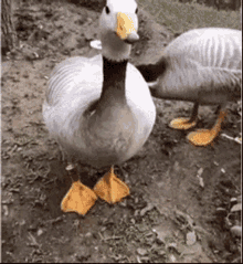 cute-duck.gif