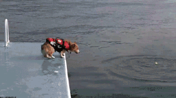 Duiken.gif