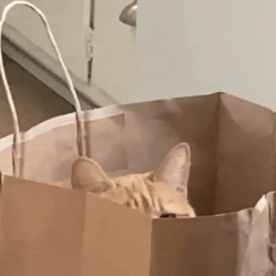 cou cou.gif