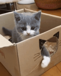 cou cou.gif