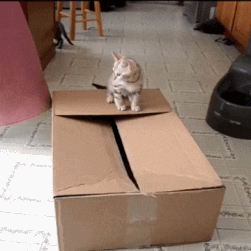 Bonne nuit.gif