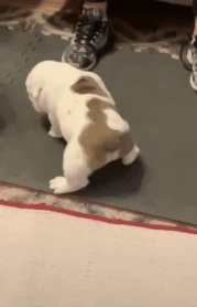 Oefenen.gif