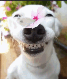 Smile.gif
