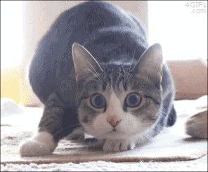 Kattendag.gif