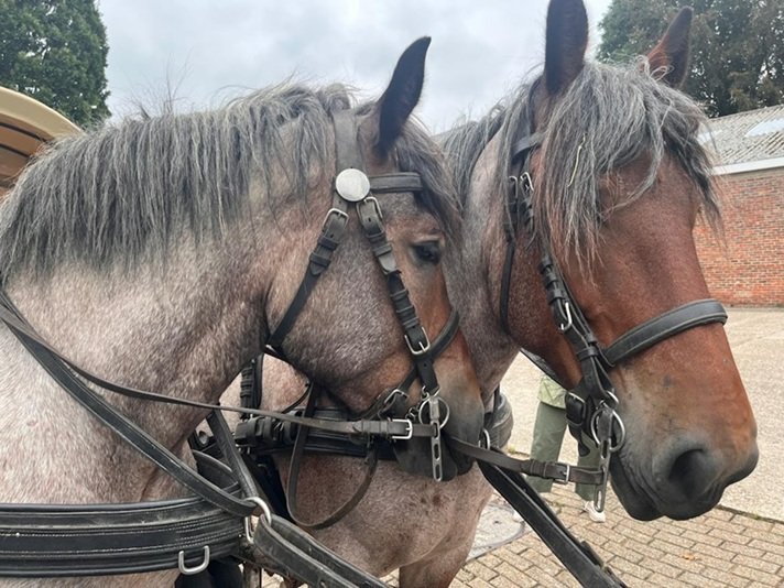 Paarden.jpg