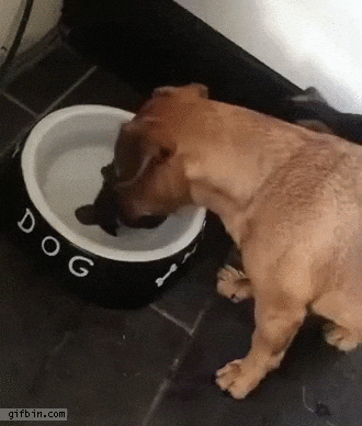Dorst.gif