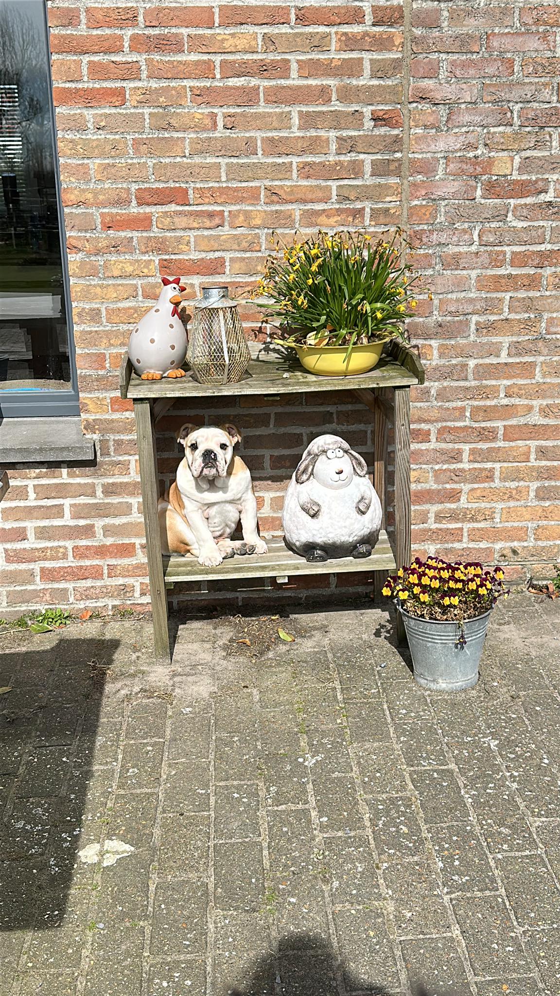 Afbeelding
